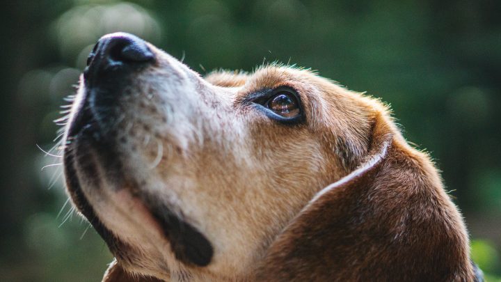 Warum ist eine gute Fellpflege für Ihren Hund notwendig?